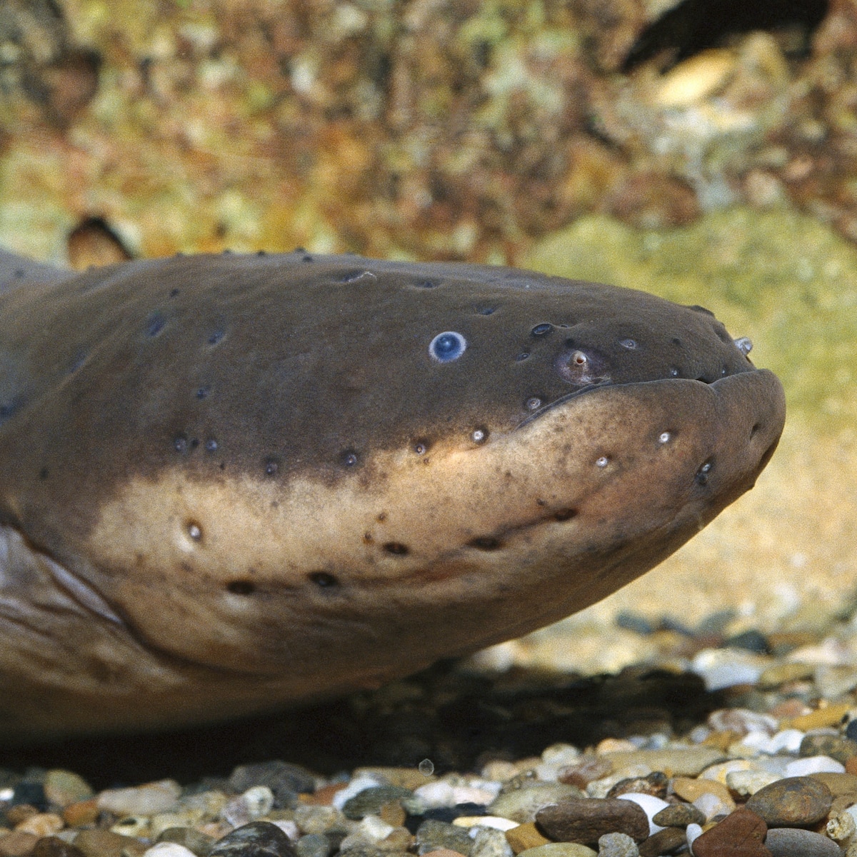 Anguilla's Minimum Wage Increase: A Step Towards Fairer Wages and Economic Growth