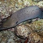 Anguilla, İngiltere Asgari Ücret ve Maaşlar 2023