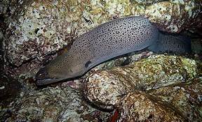 Anguilla, İngiltere Asgari Ücret ve Maaşlar 2023