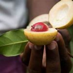 Grenada Asgari Ücret ve Maaşlar 2023