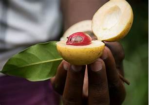 Grenada Asgari Ücret ve Maaşlar 2023