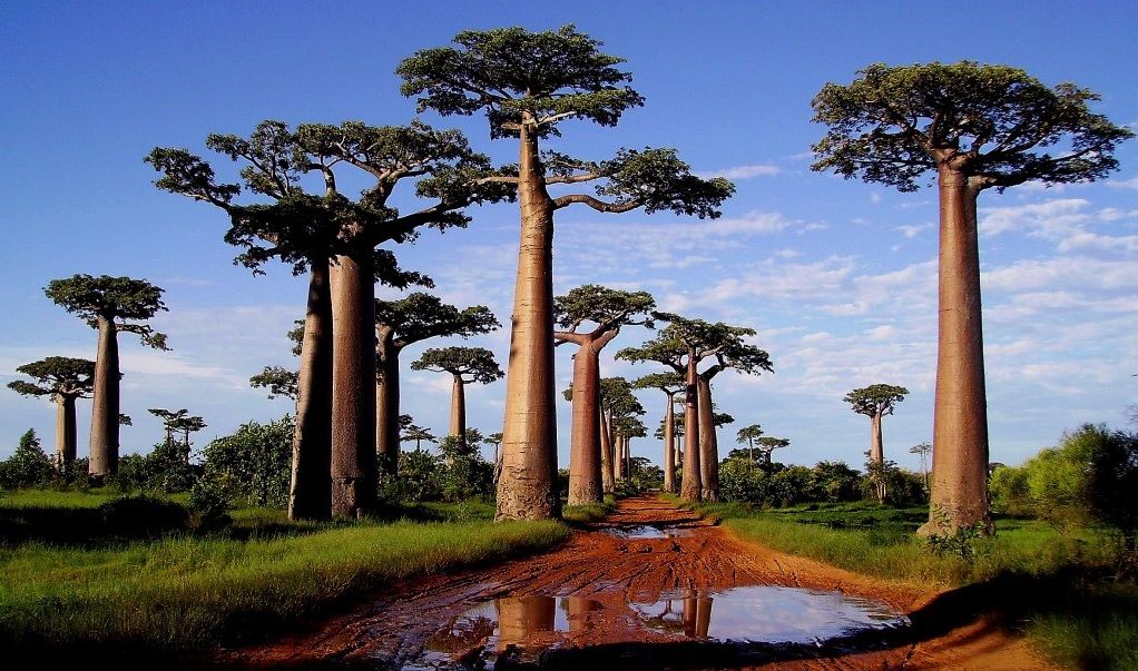 Madagaskar Asgari Ücret ve Maaşlar 2023 3 Madagaskar'da Maaşlar 2023'te Artacak mı?