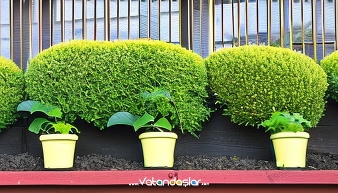 Bahçe Çiti Tasarımında Farklı Alternatifler 10 Bakım İhtiyaçları